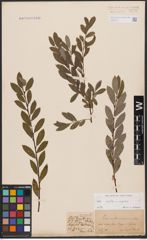 Salix aurita L. x Salix repens L.